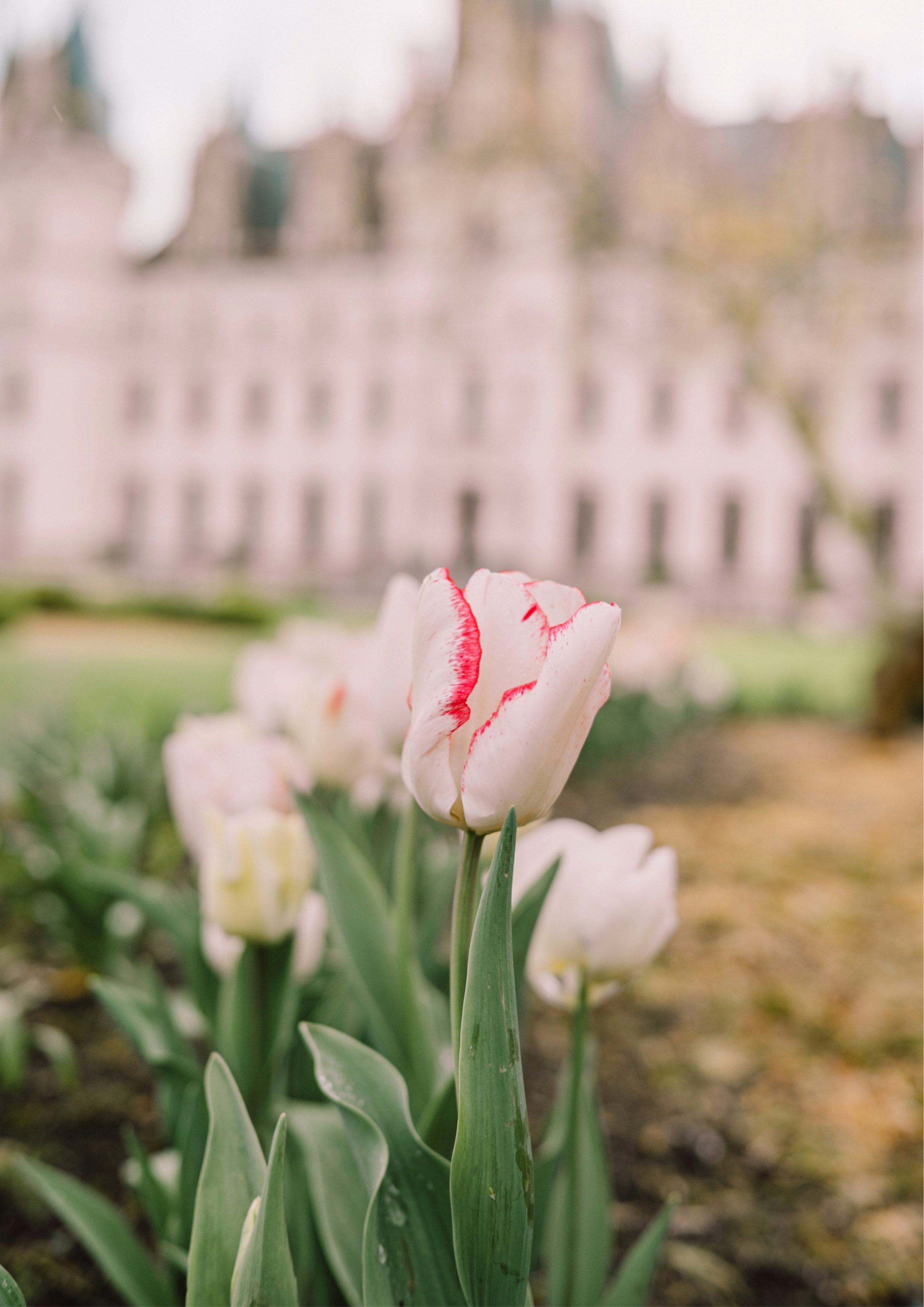 beautiful spring detail from a luxury wedding packages at chateau challain